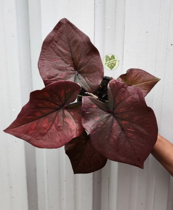 Prakruthy Exclusive-Burgundy Embrace