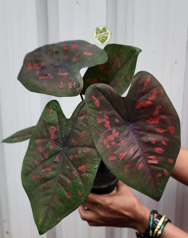 Prakruthy Exclusive-Crimson Kiss