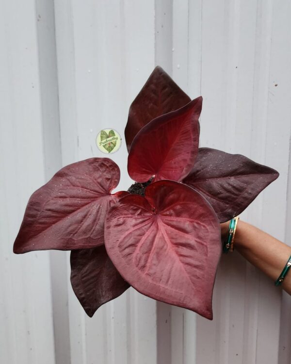 Prakruthy Exclusive-Maroon Monarch