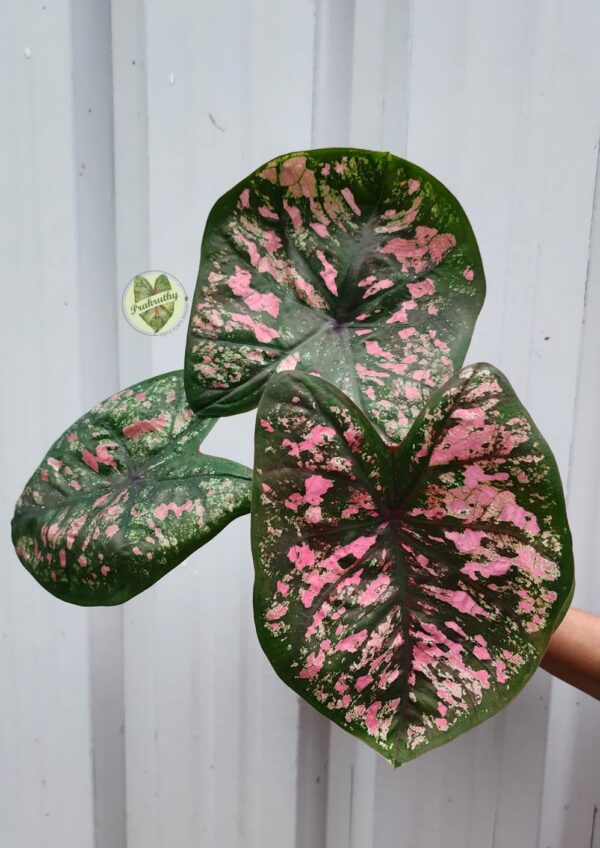 Prakruthy Exclusive-Pixel Plant