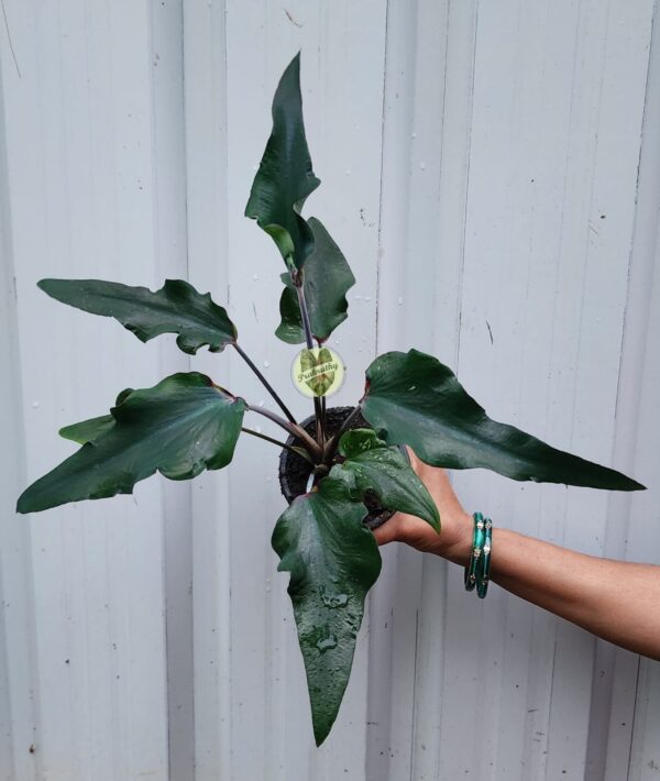 Prakruthy Exclusive-Mistleaf