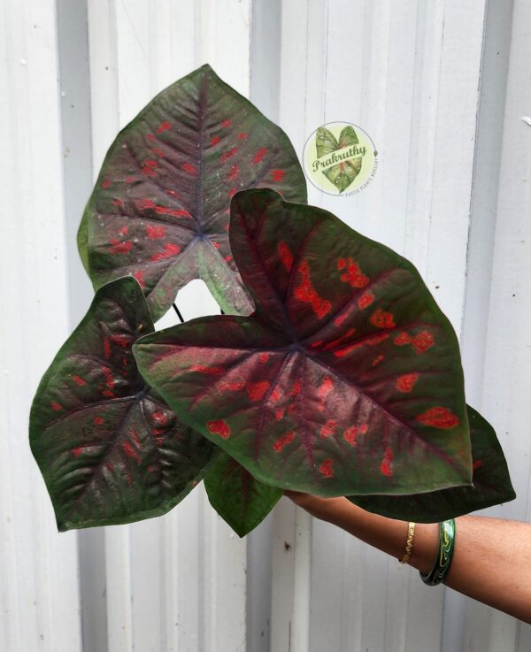 Prakruthy Exclusive-Crimson Radiance