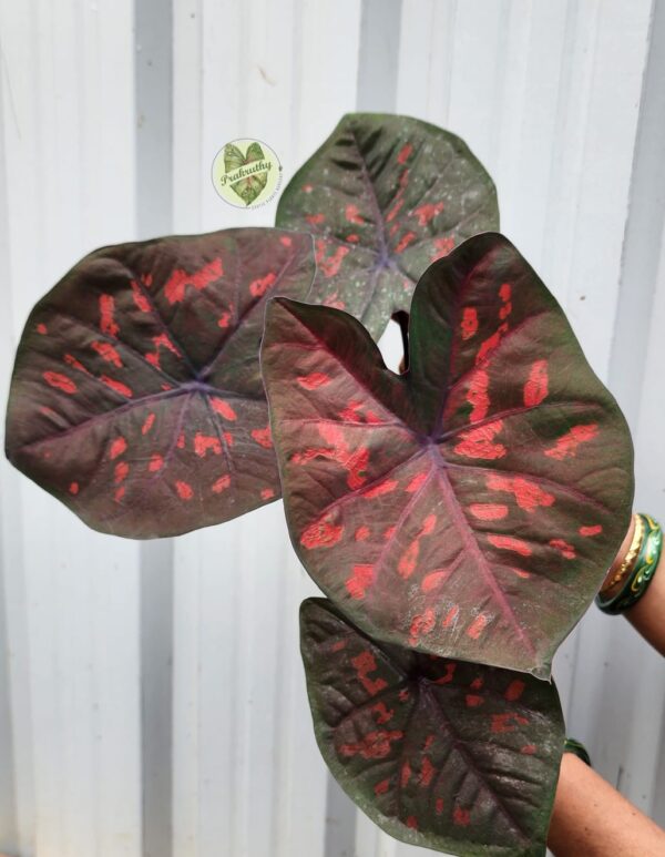 Prakruthy Exclusive-Crimson Veil