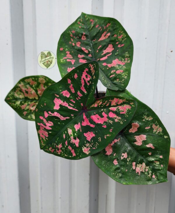 Prakruthy Exclusive- Green & Pink Speckles