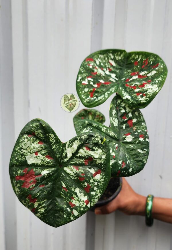 Prakruthy Exclusive-Round Leaves