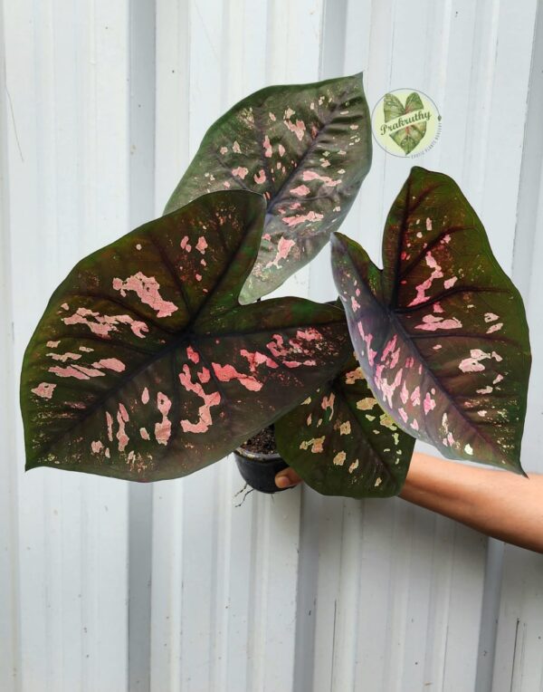 Prakruthy Exclusive-Camouflage  Pattern