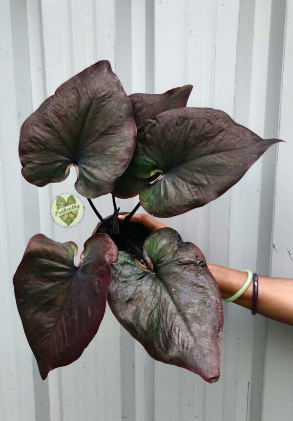 Prakruthy Exclusive-Dark Chocolate Leaves