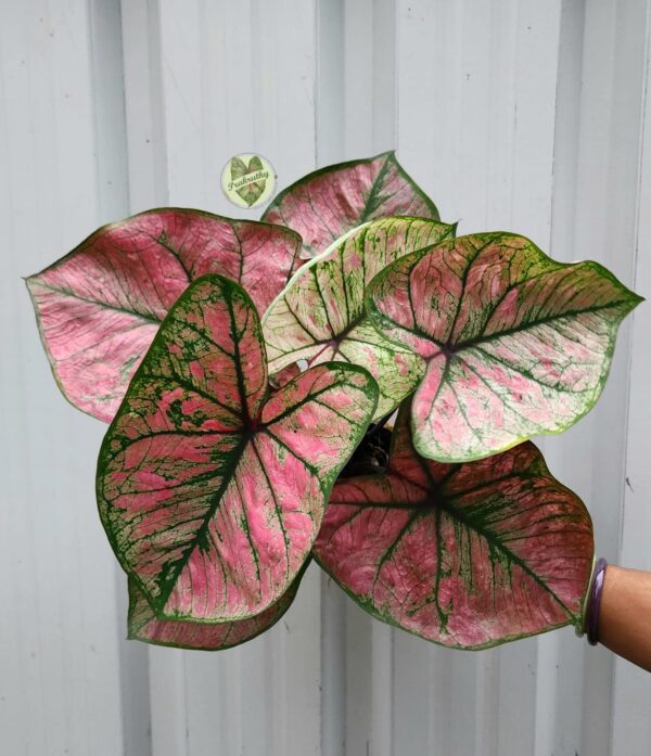 Prakruthy Exclusive- Pink Leaves with Green Outline