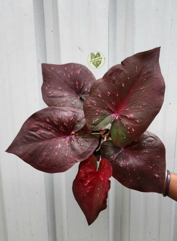 Prakruthy Exclusive- Dark Leaf Pattern with Red Veins