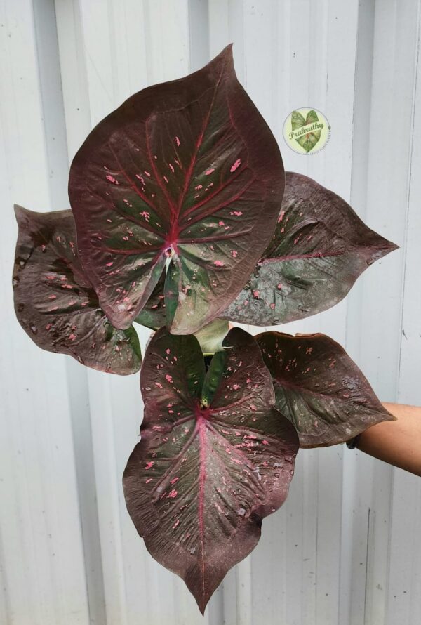 Prakruthy Exclusive-Dark Leaf Pattern & Red Veins