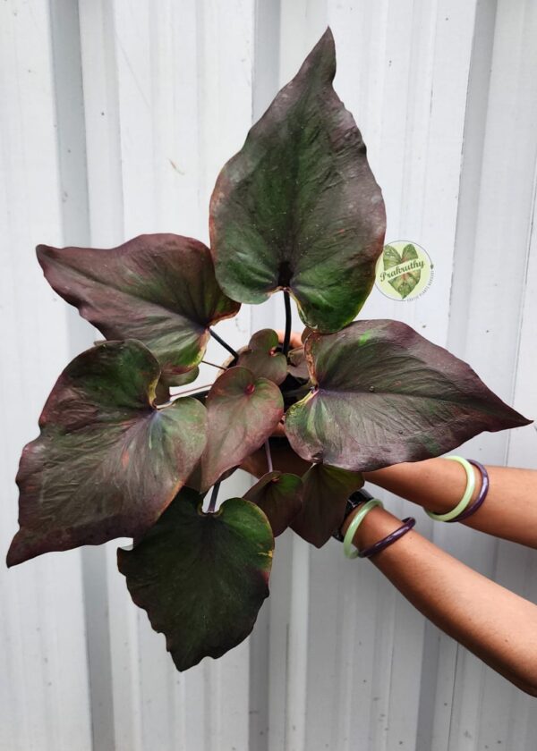 Prakruthy Exclusive-Dark Green & Maroon Leaves