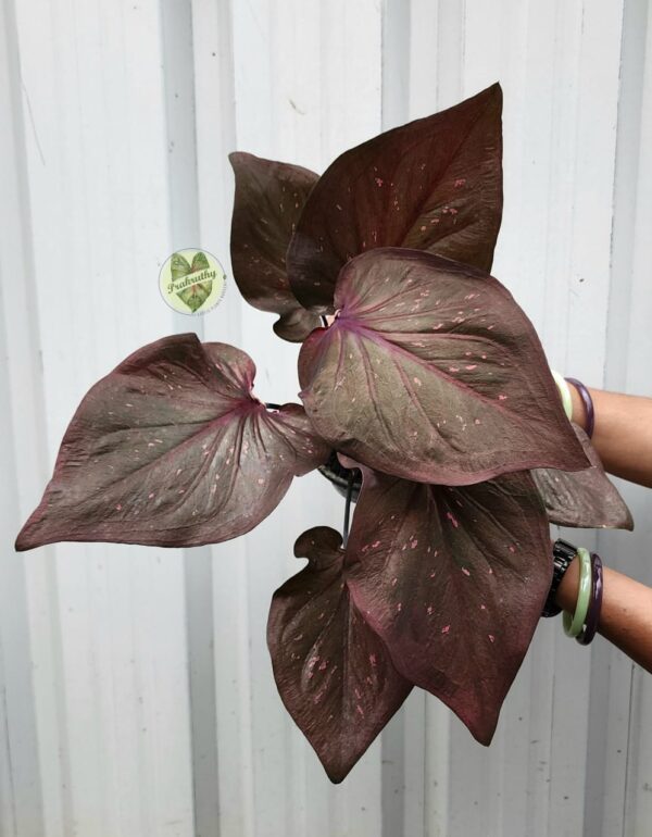 Prakruthy Exclusive-Dark Leaves with Purple Veins