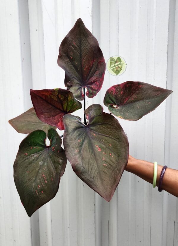 Prakruthy Exclusive-Dark Green with Radiant Red