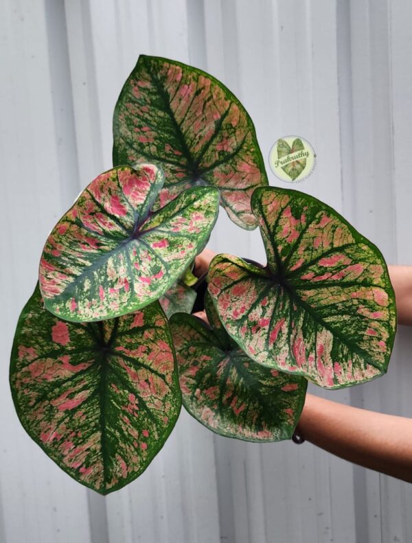 Prakruthy Exclusive-Big Round Leaves