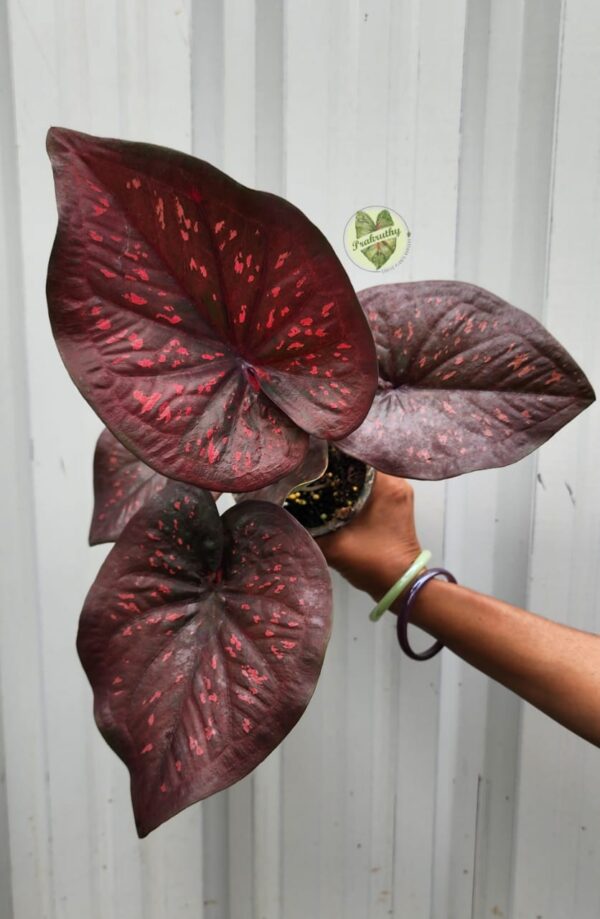 Prakruthy Exclusive - Dark Red Leaf - Pink Dots