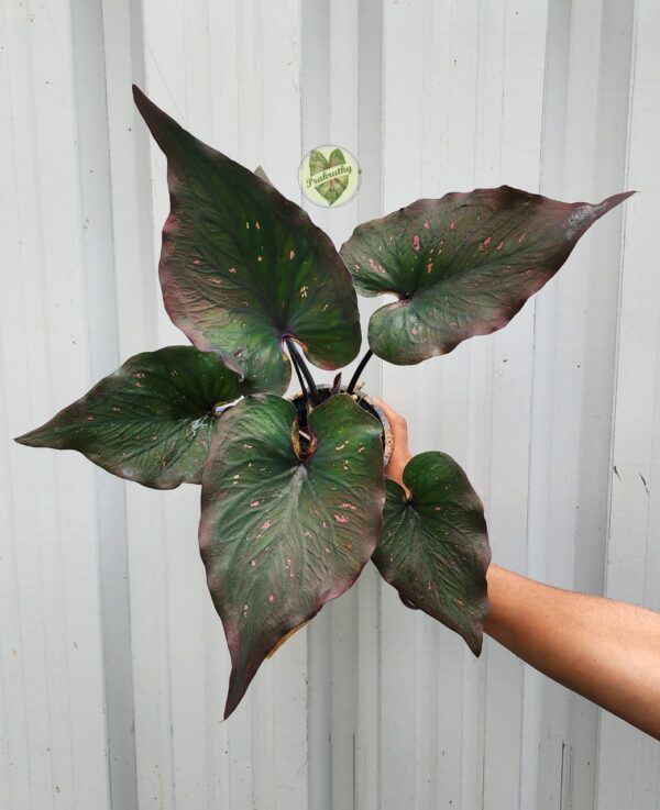Prakruthy Exclusive- Dark Green & Brown Leaf - Pink Dots