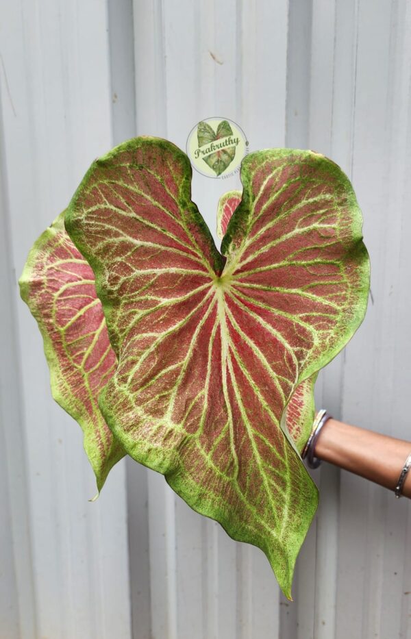 Indo Thai Caladium- Lemon Green & Red Leaf - L Size