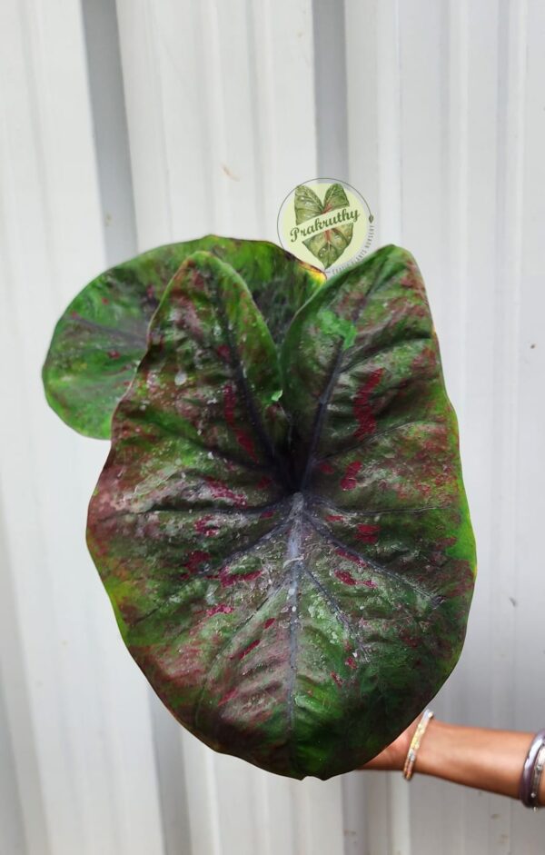 Indo Thai Caladium-Elegant Green, Maroon shade red dots-L size
