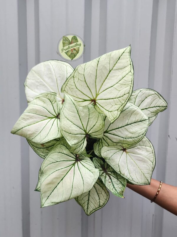 Indo Thai Caladium - White & Green - L Size