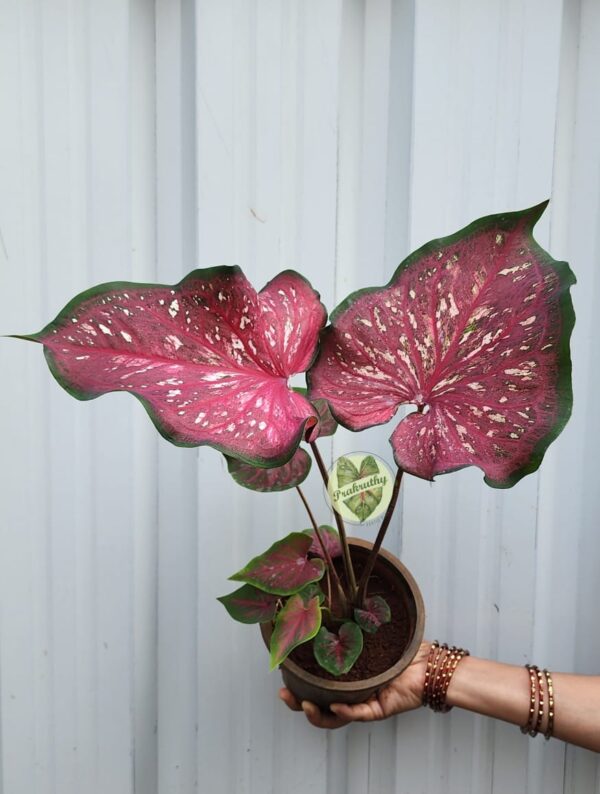 Florida Caladium- Unnamed - L Size