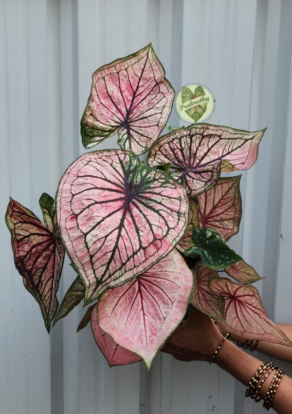 Indo Thai Caladium - Bold Pink Leaf - XL Size