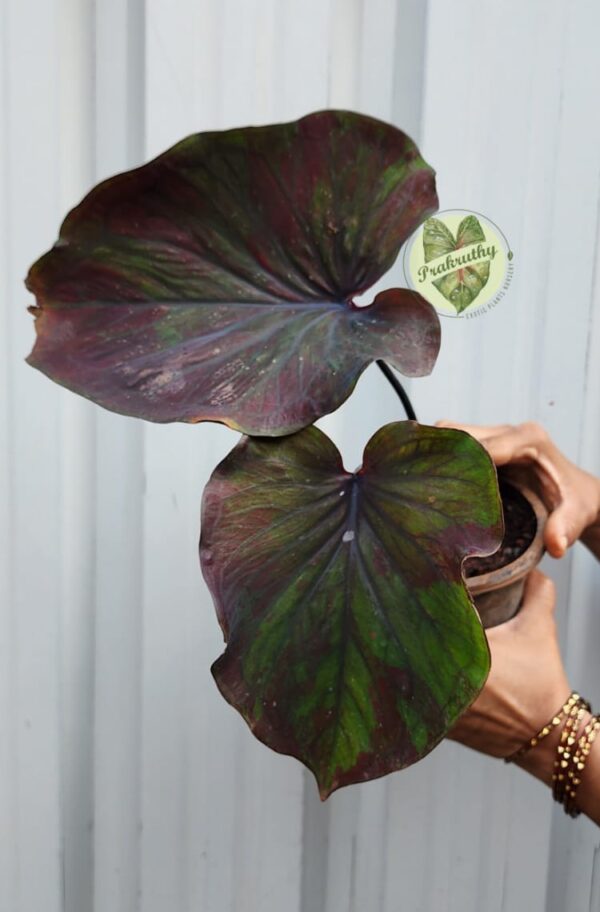 Indo Thai Caladium - Green & Maroon Blend - L Size