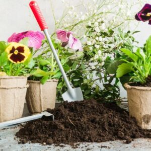 Caladium Soil Mix