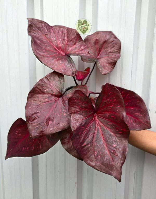 Prakruthy Exclusive-Crimson Candy
