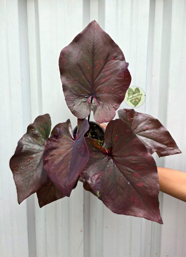 Prakruthy Exclusive-Cherry Pulse
