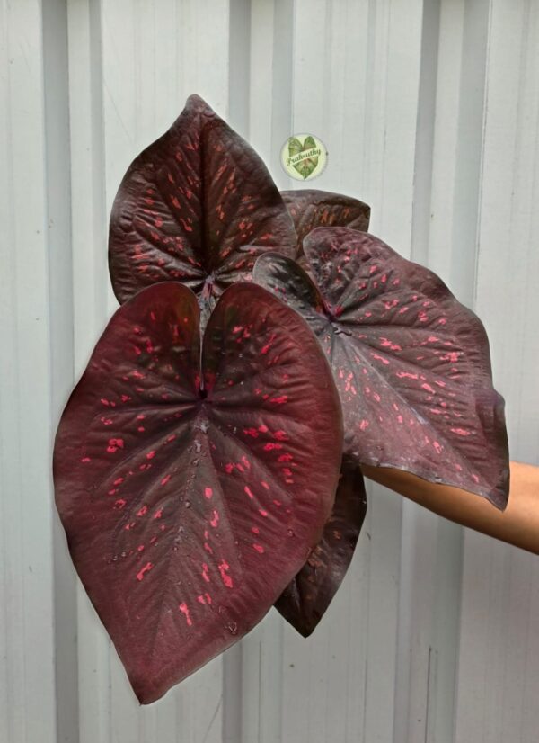 Prakruthy Exclusive-Crimson Cloak