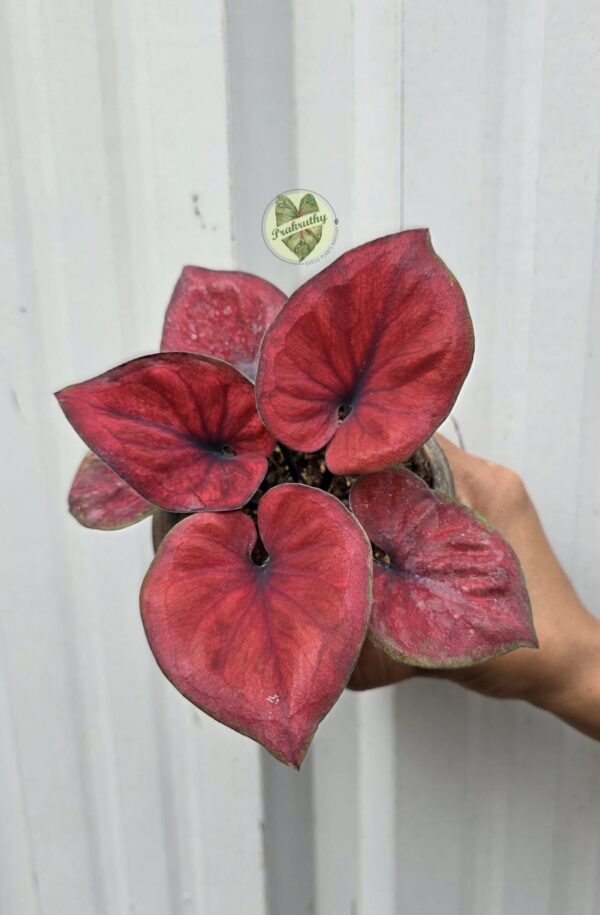 Indo Thai - Sweet Heart Red