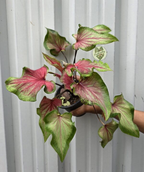 Florida Caladium - Sweet Heart