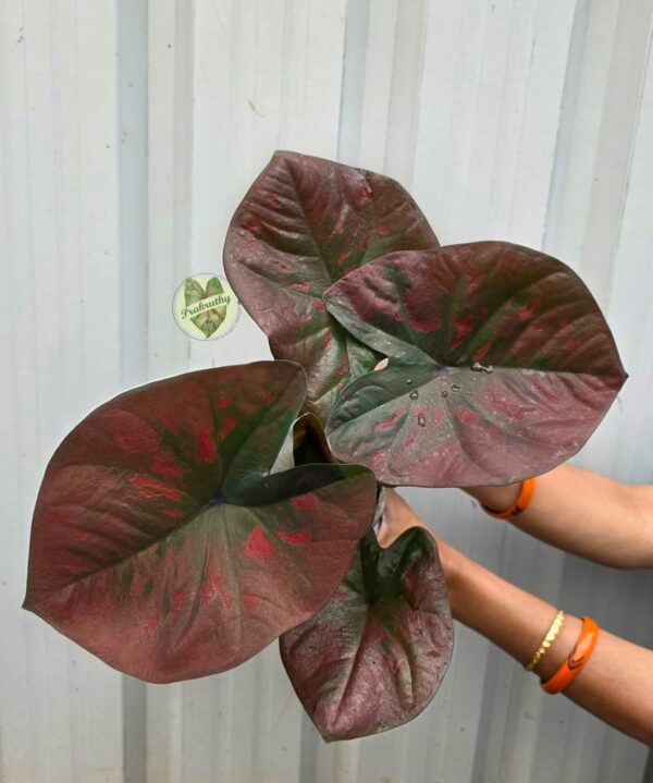 Prakruthy Exclusive-Crimson Canopy