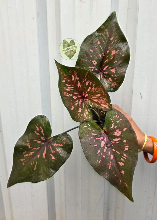 Prakruthy Exclusive-Burnt Velvet
