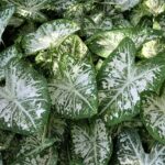 Eco-Friendly Planting: Sustainable Practices We Follow