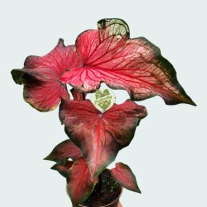 Florida Caladium