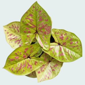 Heart Leaf