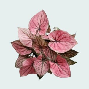 Indo Thai Caladium