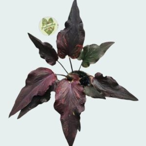 Narrow Leaf