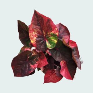 Thai Import Caladium