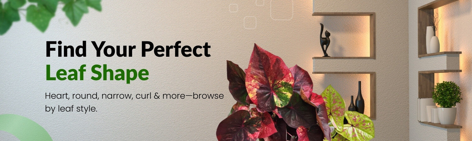 Desktop Prakruthy Exotics hero Banners Leaf shap Prakruthy Exotic Plants Caladiums By Leaf Shape