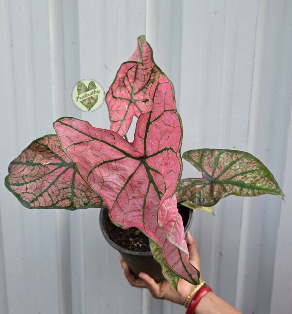 Florida Caladium - Spring Fling - L Size