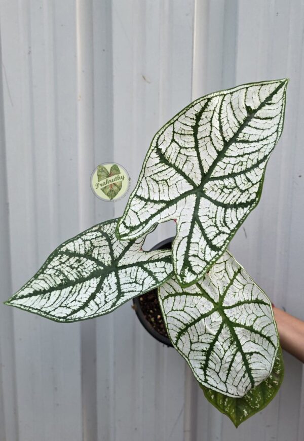 Florida Caladium - White Christmas - L Size