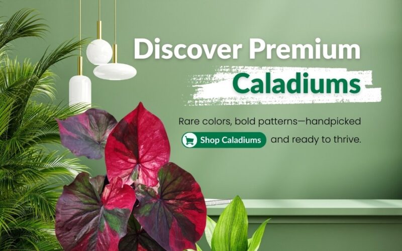 Prakruthy Exotics Mobile hero Banners Caladium Prakruthy Exotic Plants Vibrant Caladiums