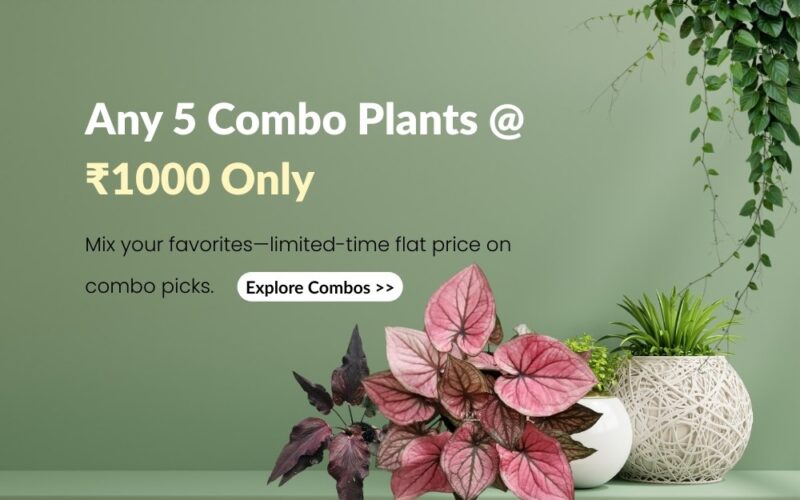 Prakruthy Exotics Mobile hero Banners Combo Offer Prakruthy Exotic Plants Caladium Combo Offers