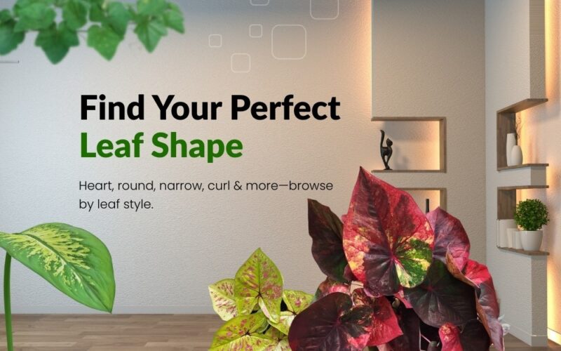 Prakruthy Exotics Mobile hero Banners Leaf shap Prakruthy Exotic Plants Caladiums By Leaf Shape