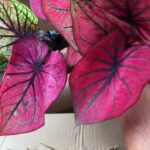 How to Care for Thai Import Caladiums in Indian Climate
