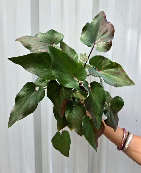 'Green Hornet' Wavy Arrowhead Caladium | Deep Two-Toned Forest Green Foliage | Prakruthy Exclusive