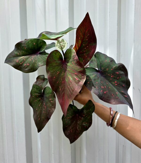 'Florida Clown' Dark Heart-Leaf Caladium | Deep Wine-Red Center Flush with Neon Pink Speckled Pattern