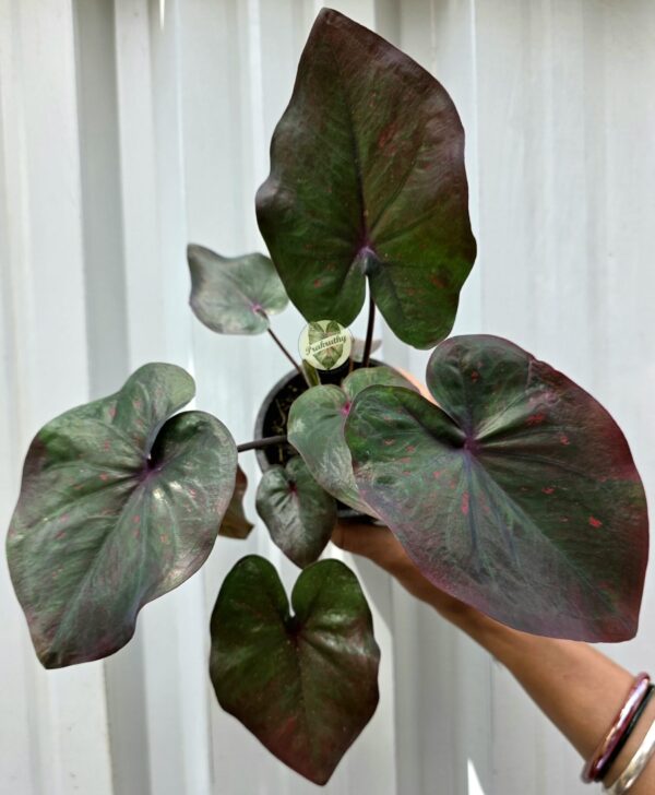 'Pharaoh's Mask' Metallic Lance-Leaf Foliage | Deep Purple Vein Junction with Crimson Speckled Pattern